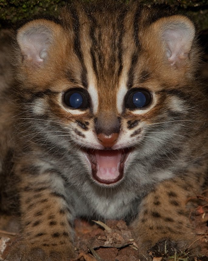 Leopard cat photographed in the forest, looking directly toward the camera with alert eyes.