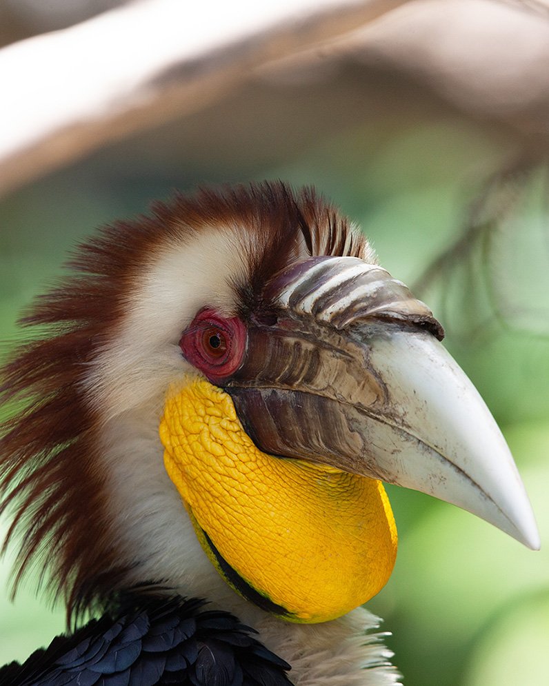 Wreathed hornbill perched and watching the photographer from a tree canopy.