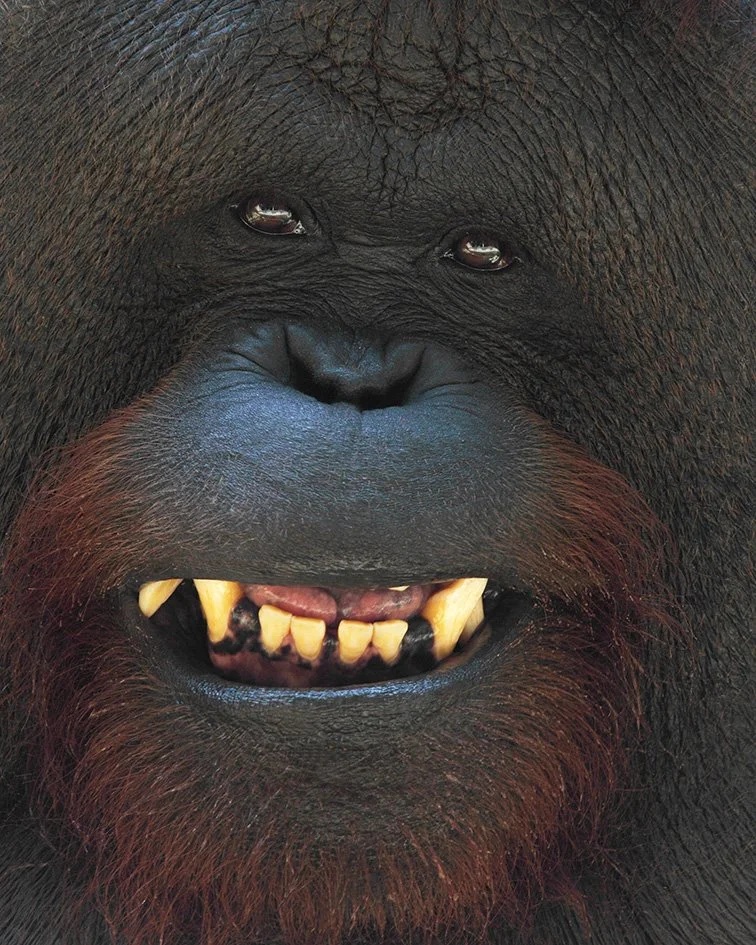 Orangutan photographed close-up, looking directly toward the camera with a funny expression.