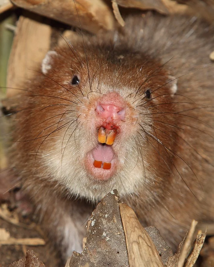 Bamboo rat photographed at night, partially concealed and looking toward the camera.