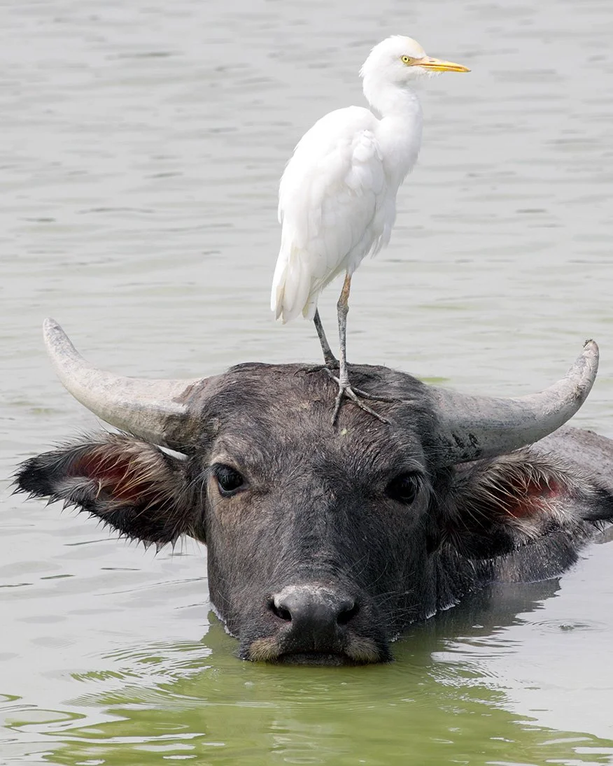 Cattle egret perched on a buffalo and watching the photographer.