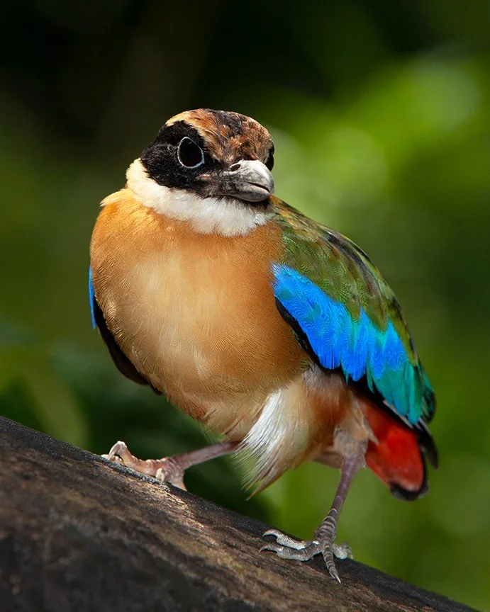 Blue-winged pitta standing on tree trunk, looking directly toward the camera.