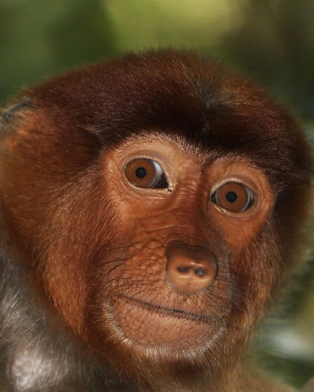 Proboscis monkey photographed at close range, looking directly toward the camera.