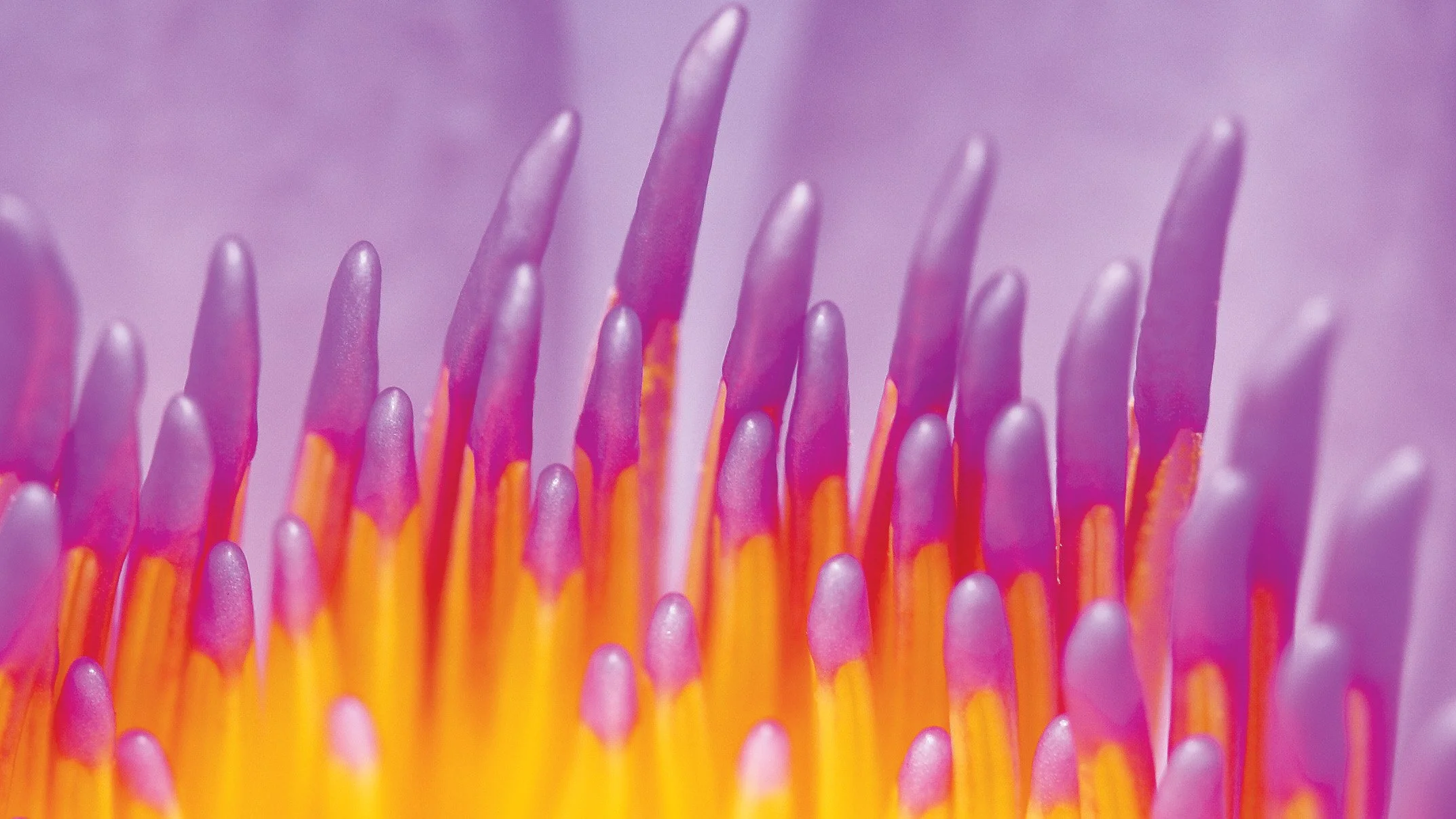 Close-up of a water lily  revealing soft radial patterns and subtle tonal transitions in natural light.