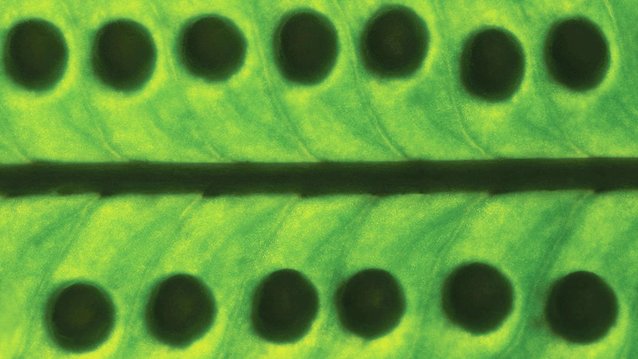 Fern captured in close-up, highlighting fractal repetition and natural spiral growth.