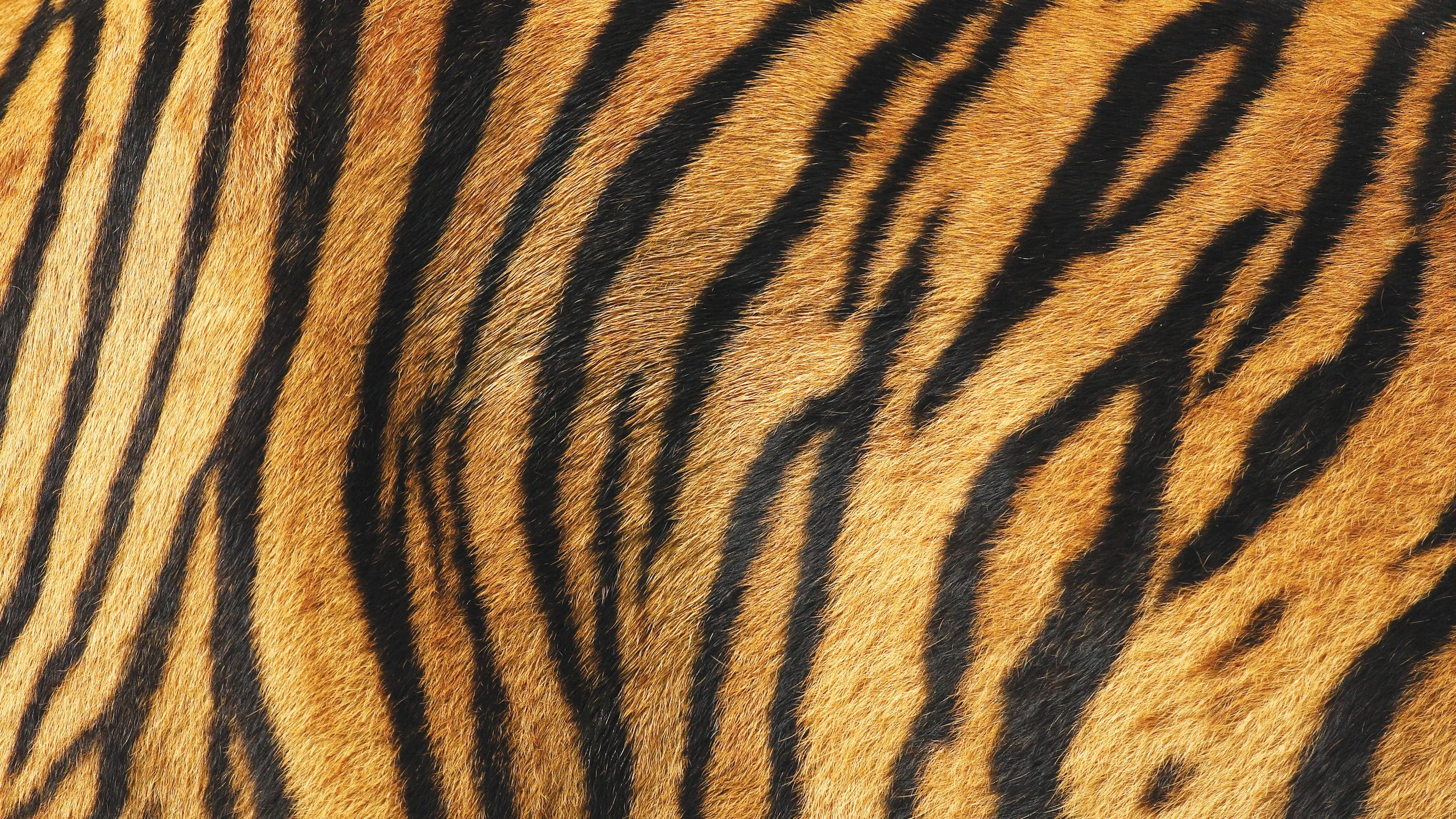 Close-up of tiger fur patterns showing natural striping and rhythm formed through evolution and camouflage.