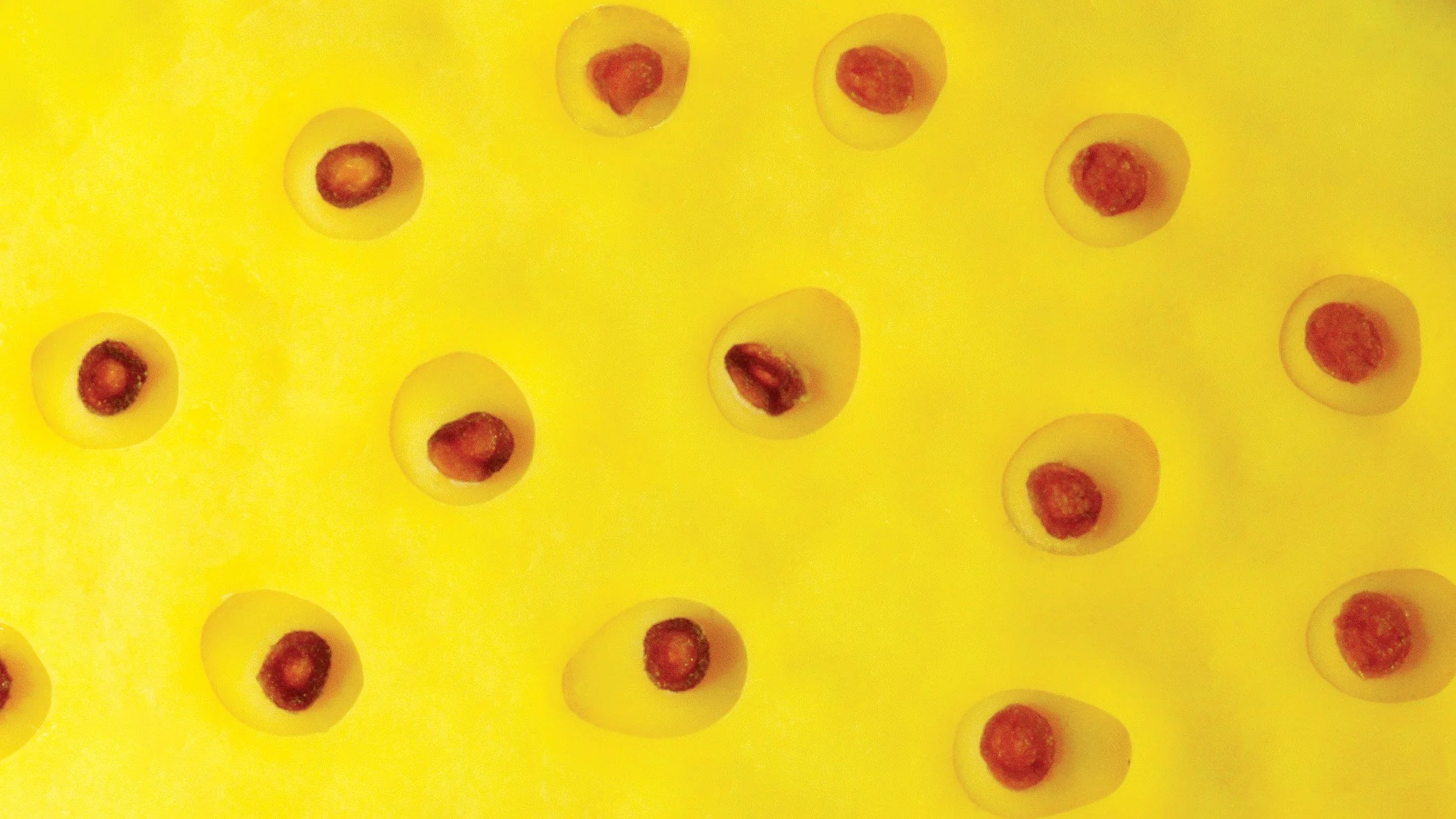 Detailed view of a lotus seed pod showing repeated circular forms and organic geometry found in wetland plants.
