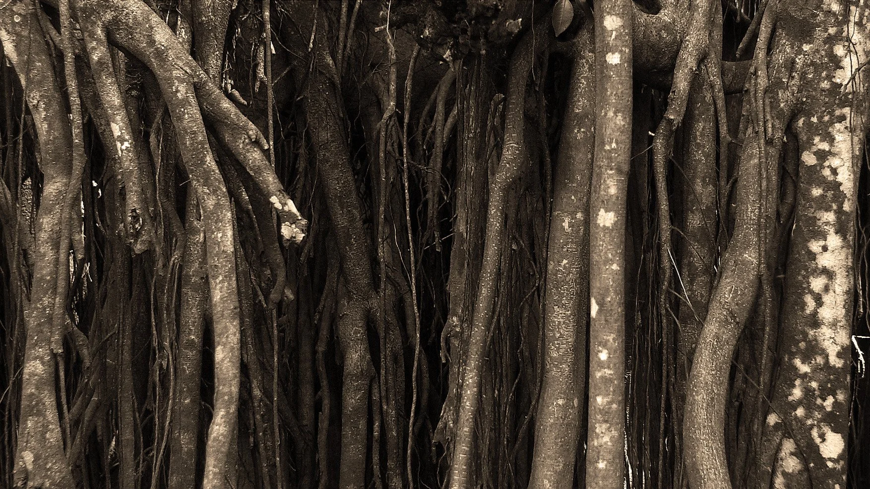 Intertwining tree vines creating complex natural patterns through growth, tension, and time.