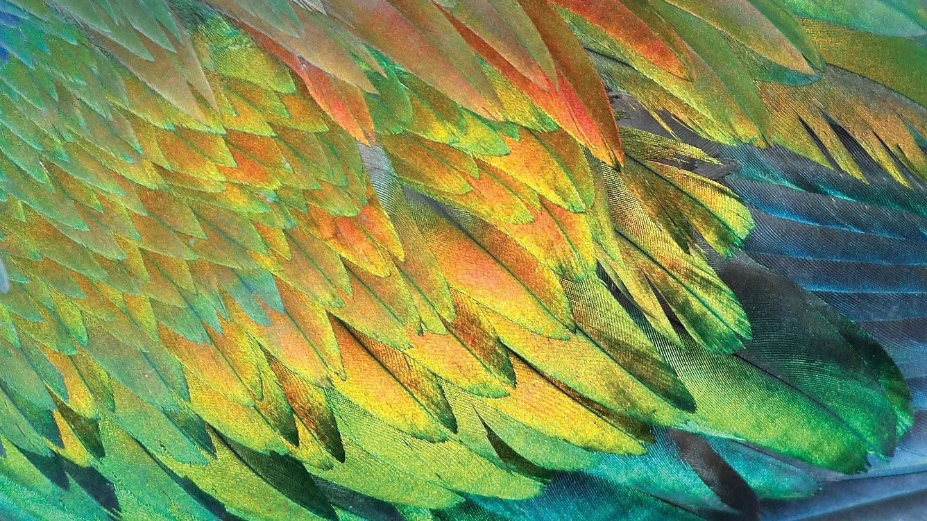 Iridescent Nicobar pigeon feathers photographed in detail, revealing scale-like repetition and shifting hues.