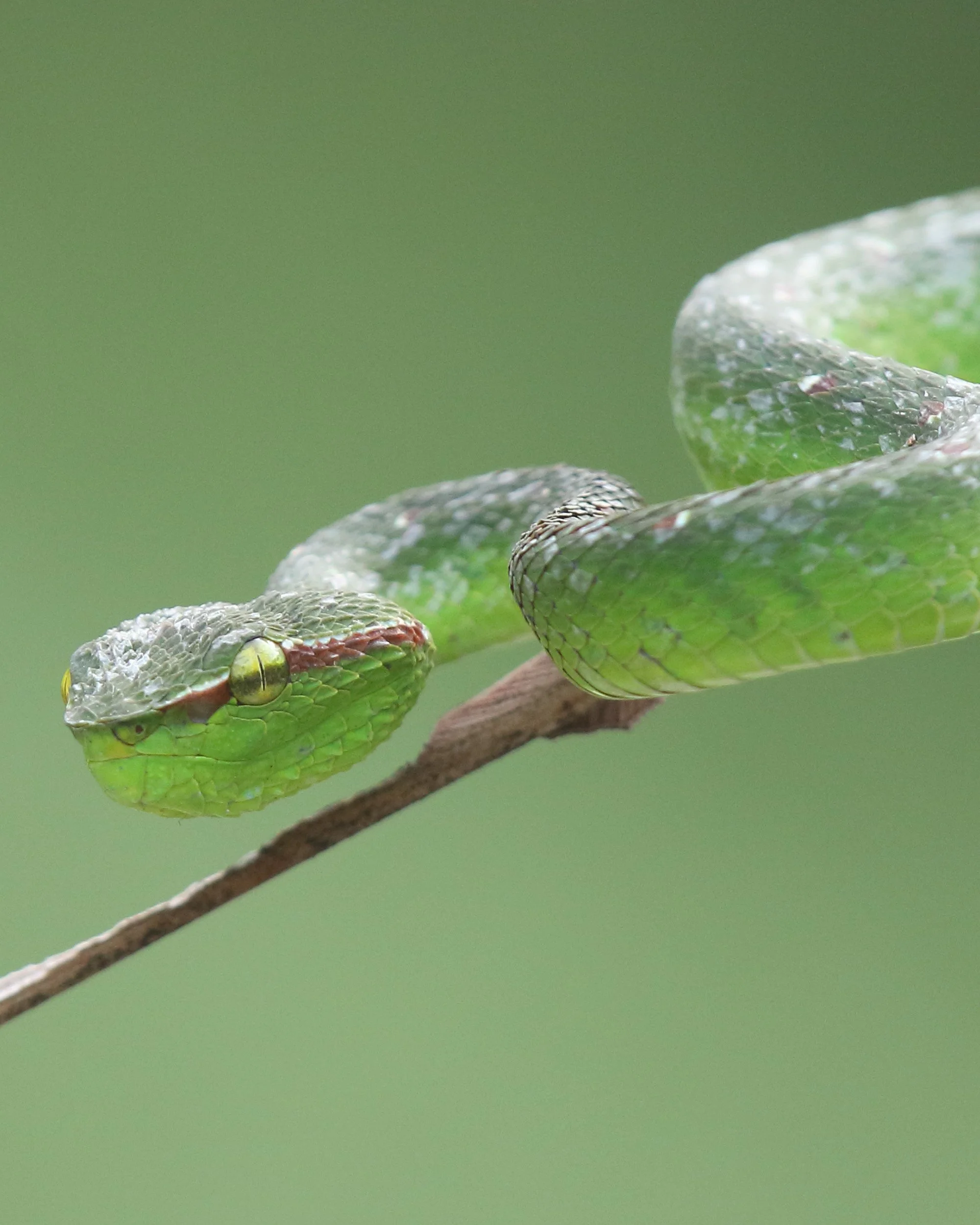 Male Wagler’s pit viper close-up resting on a rainforest branch in Sentosa Janda Baik, Pahang, Malaysia