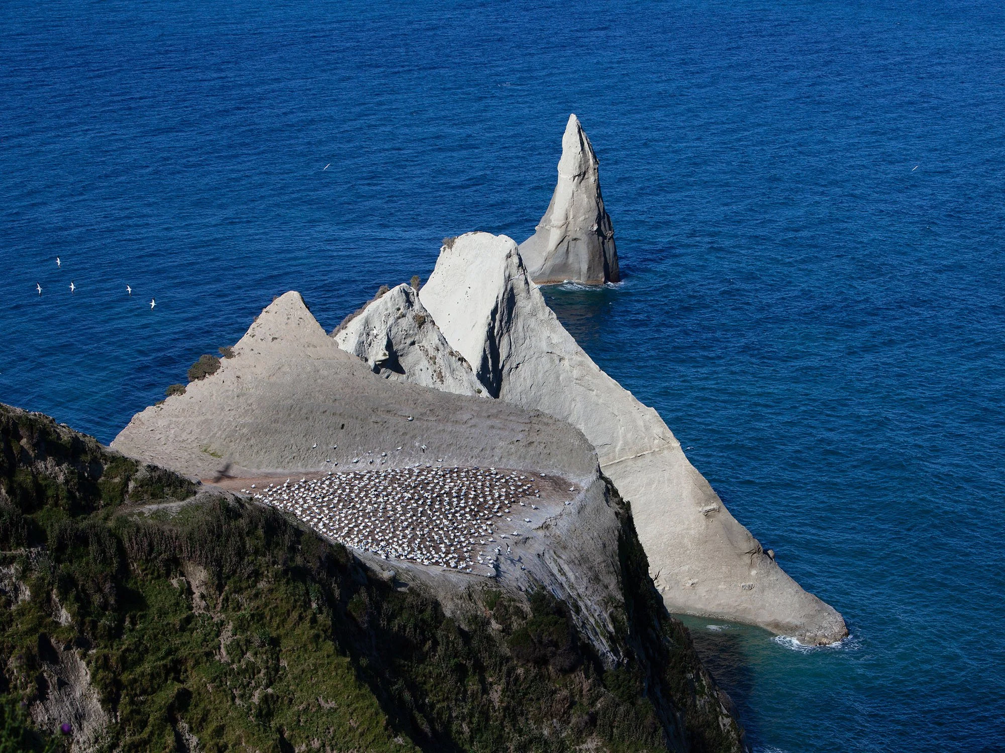 Australasian gannet colony nesting on coastal cliffs at Cape Kidnappers in Hawke's Bay, New Zealand