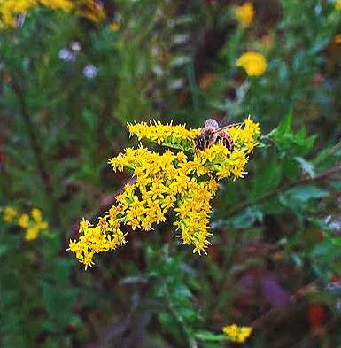 Seaside%2BGoldenrod%2Band%2Bbee.png