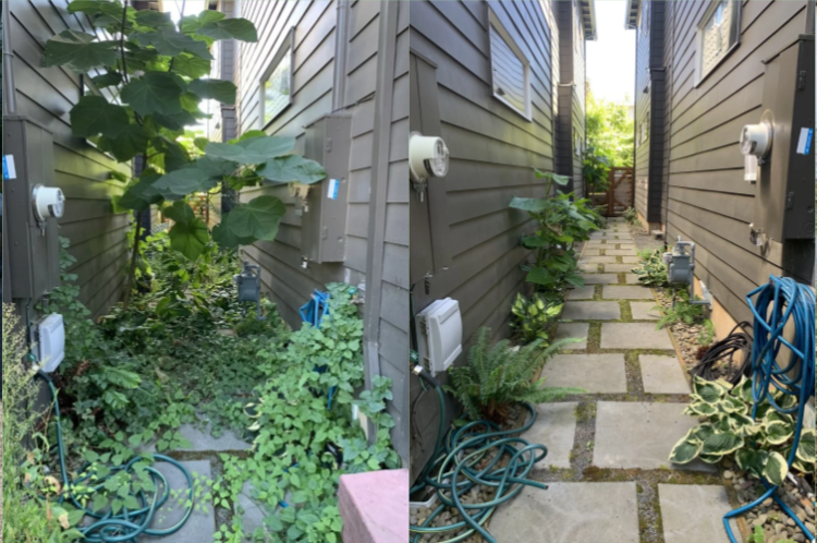 Before and after comparison of a narrow backyard pathway, overgrown with plants on the left and cleared with a stone walkway on the right.