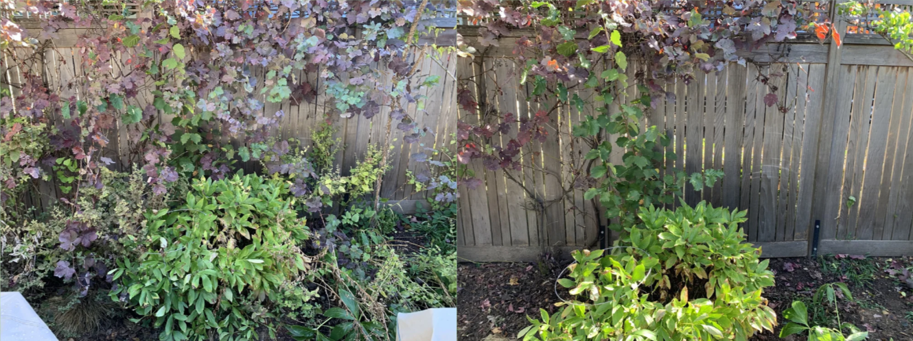 Comparison of a garden before and after pruning. The left side shows overgrown and crowded plants, while the right side shows a cleaner, more trimmed garden with fewer plants and a more visible wooden fence.