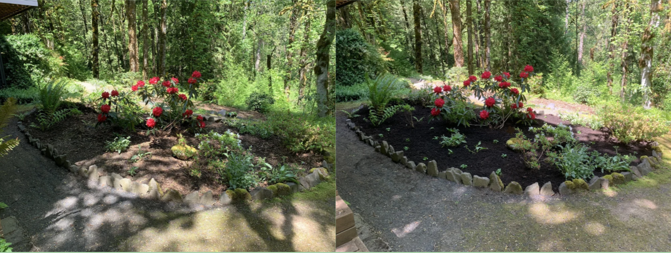 Side-by-side comparison of a small garden bed with a border of rocks, surrounded by a dirt and gravel pathway in a wooded area, with vibrant red flowers and various green plants, under dappled sunlight. Before and after mulching project.