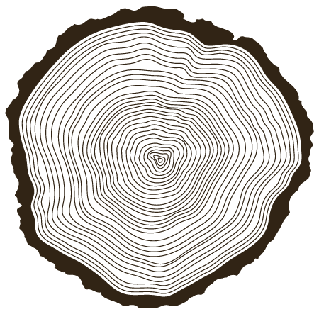 Cross-section of a tree trunk showing concentric growth rings.