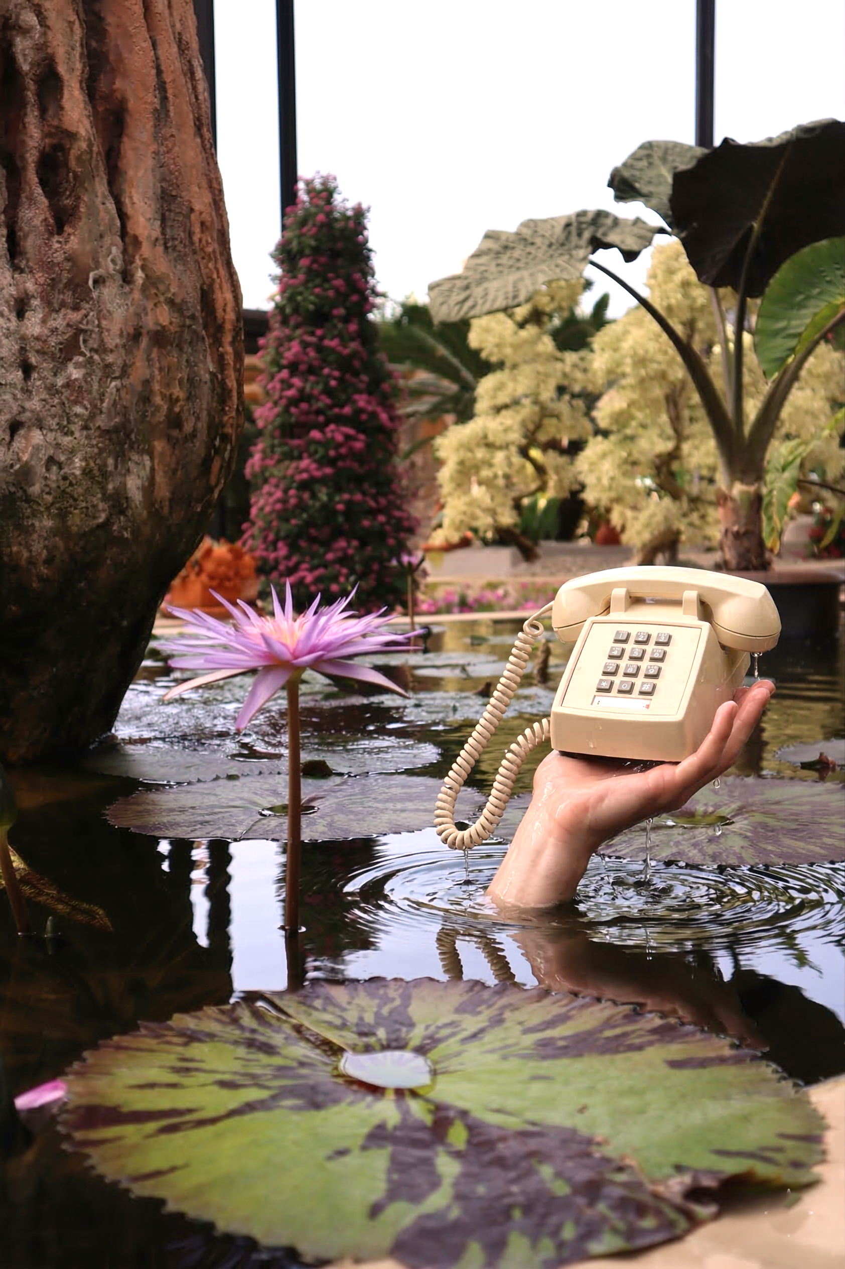 A hand holding a beige landline phone with a coiled cord, emerging from water in a pond surrounded by pink water lilies, large green leaves, and tall flowering plants, with a tree trunk on the left and a metal railing in the background.
