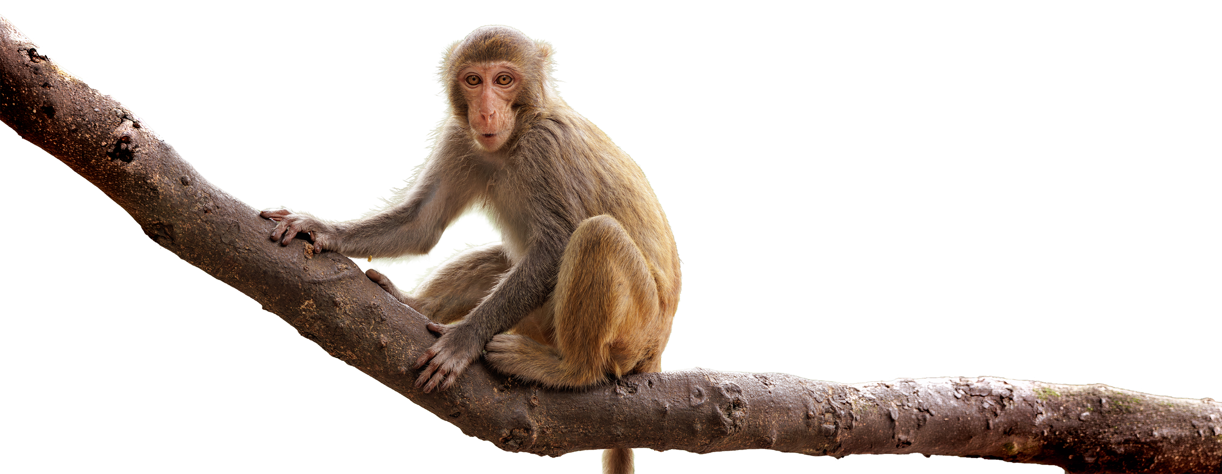 A young monkey sitting on a tree branch, holding onto the branch with both hands, with a surprised or curious expression on its face.
