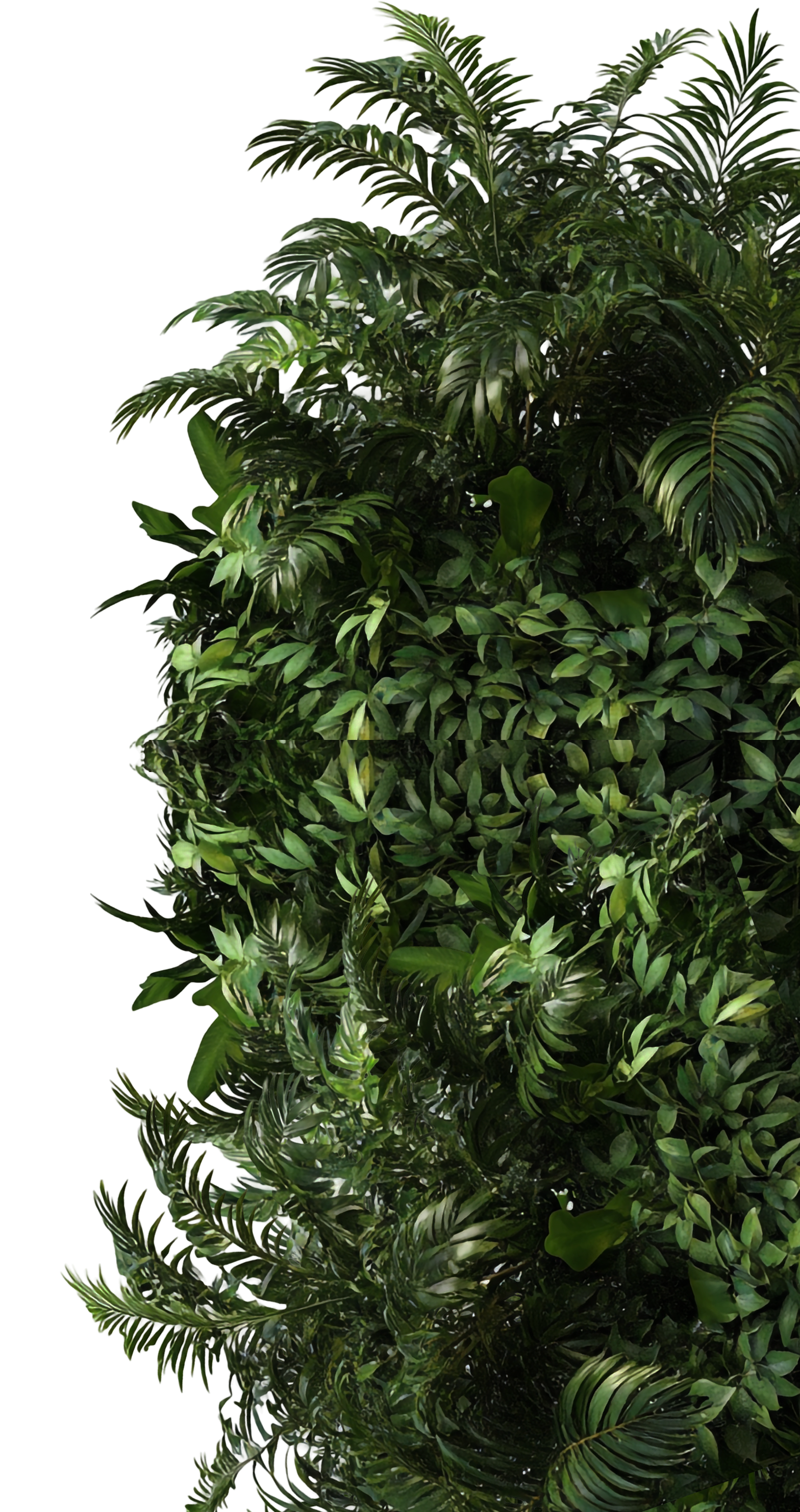 A lush arrangement of various green tropical and ornamental indoor plants with broad, glossy leaves.