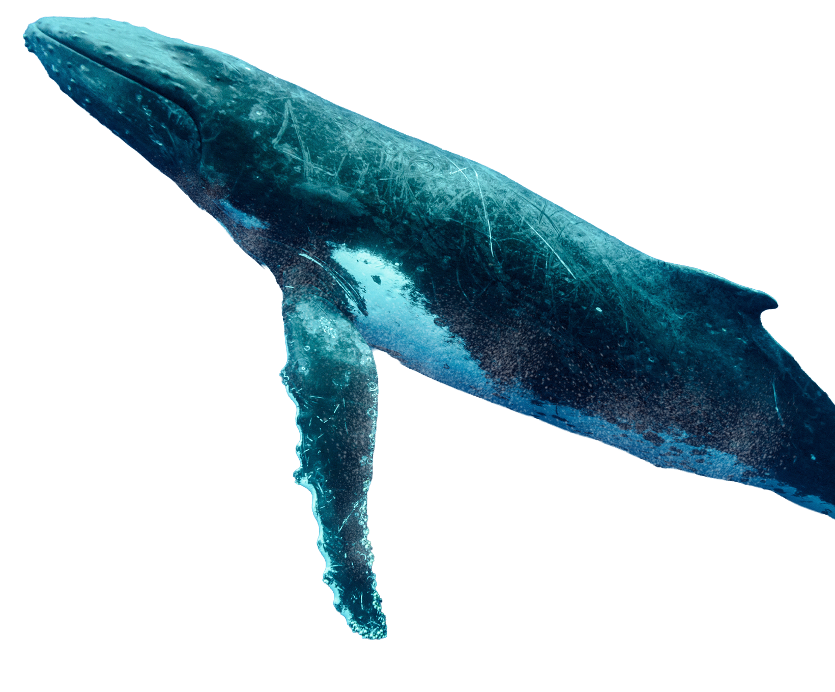 A blue whale swimming underwater, showing its large body, tail, and pectoral fins.