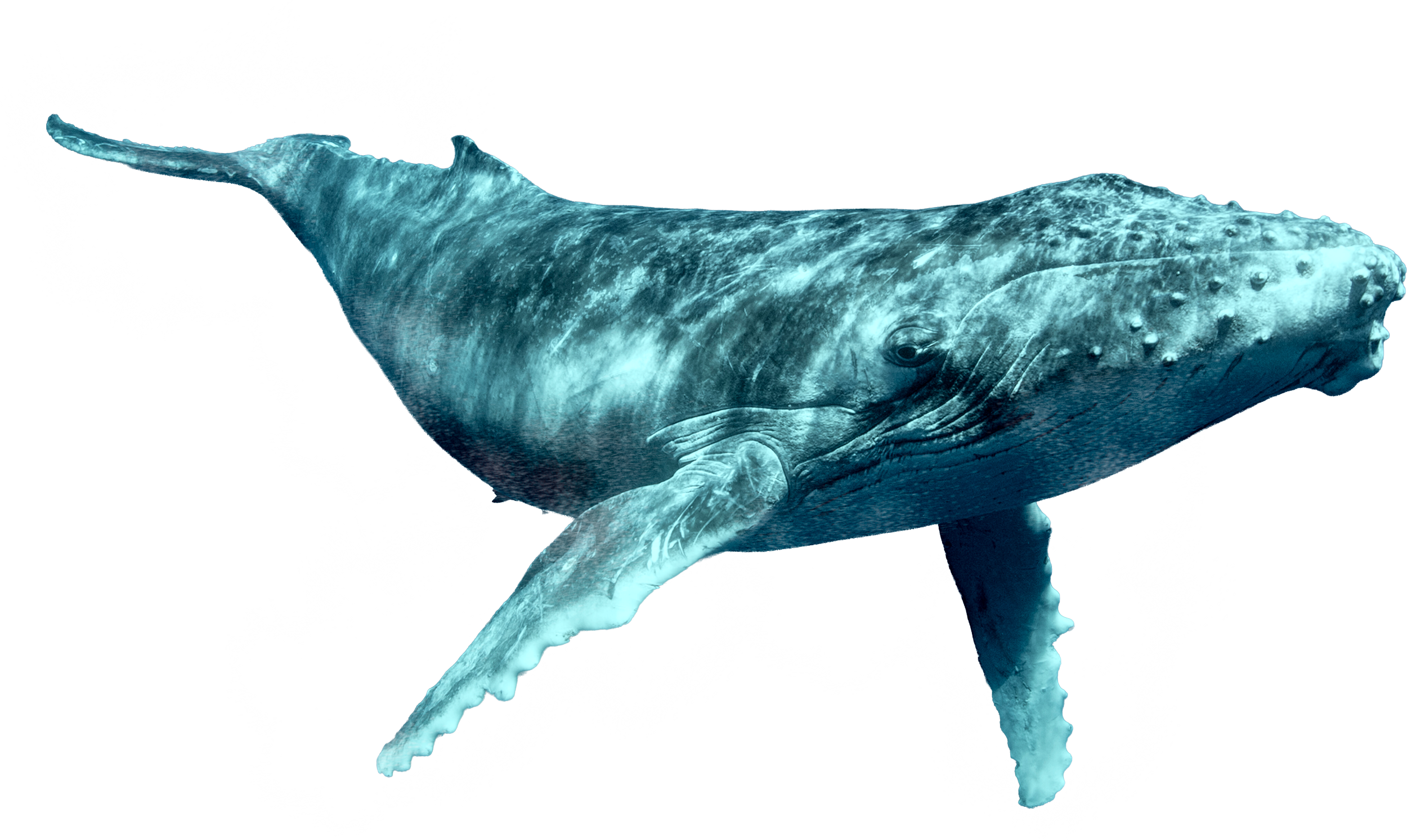 A digitally edited image of a whale combined with a narwhal, showcasing features of both marine mammals.