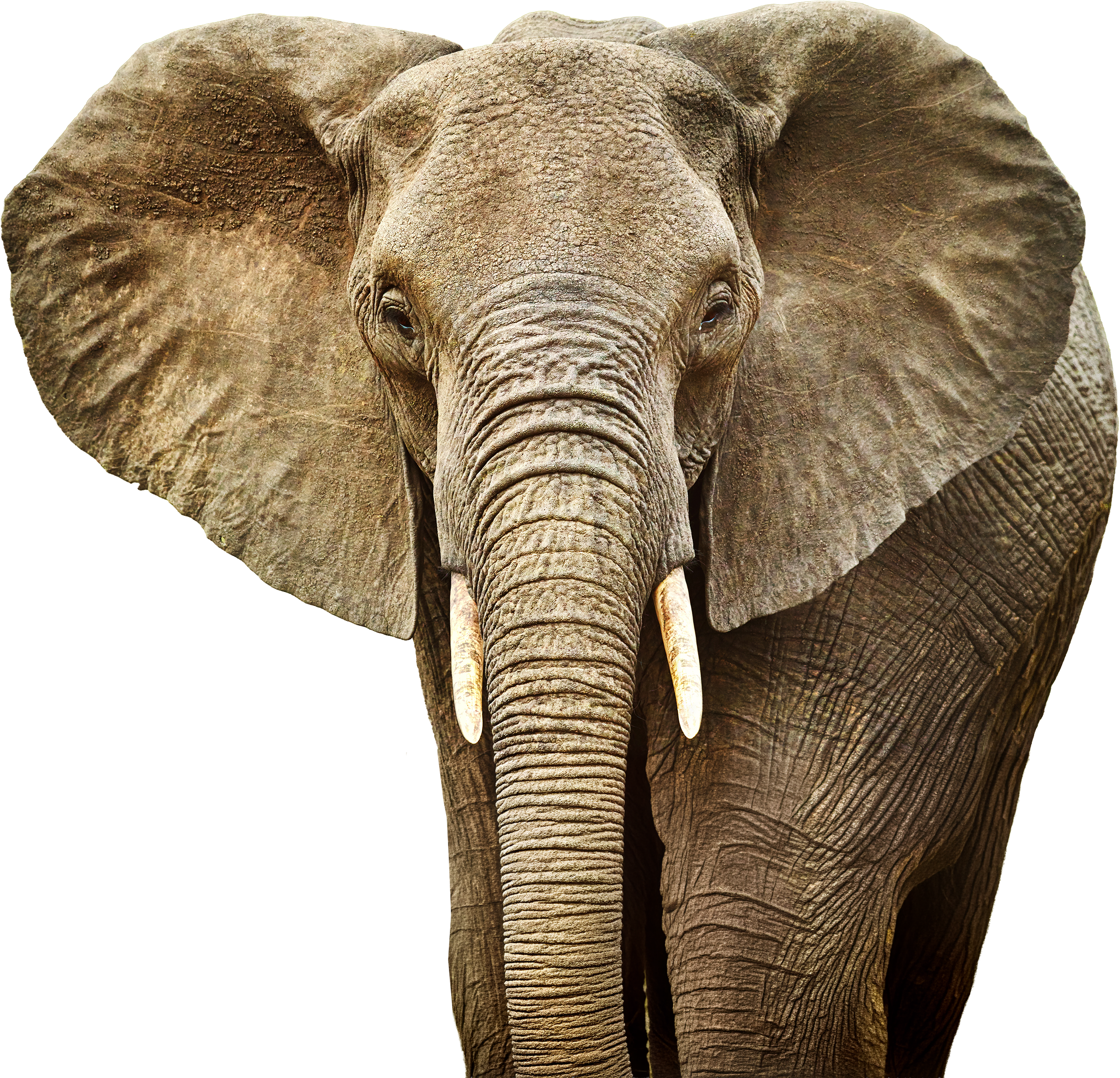 Close-up of an adult African elephant facing forward, showing its large ears, long trunk, and tusks.
