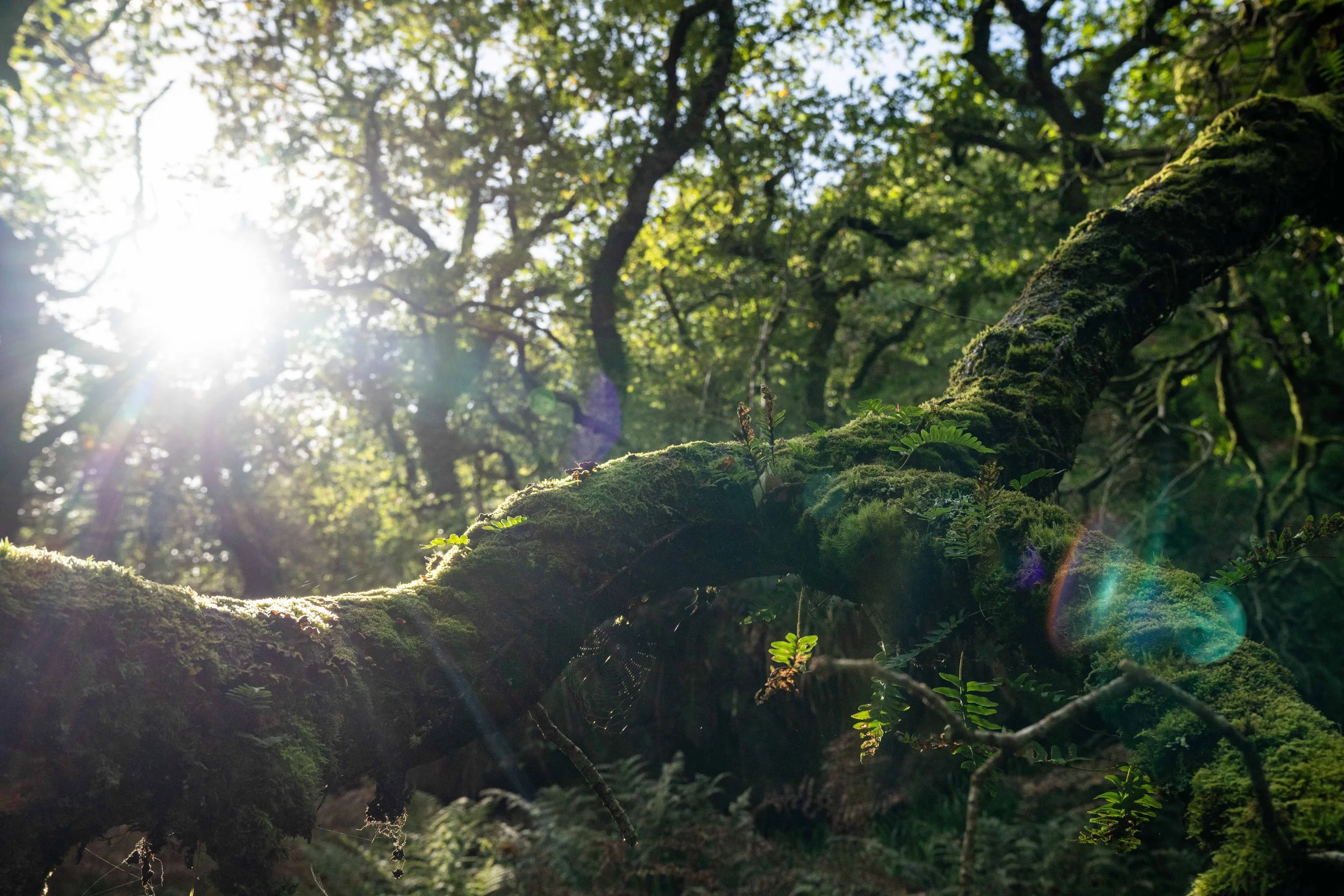 Cabilla rainforest-c.SophieBolesworth-07669.jpg