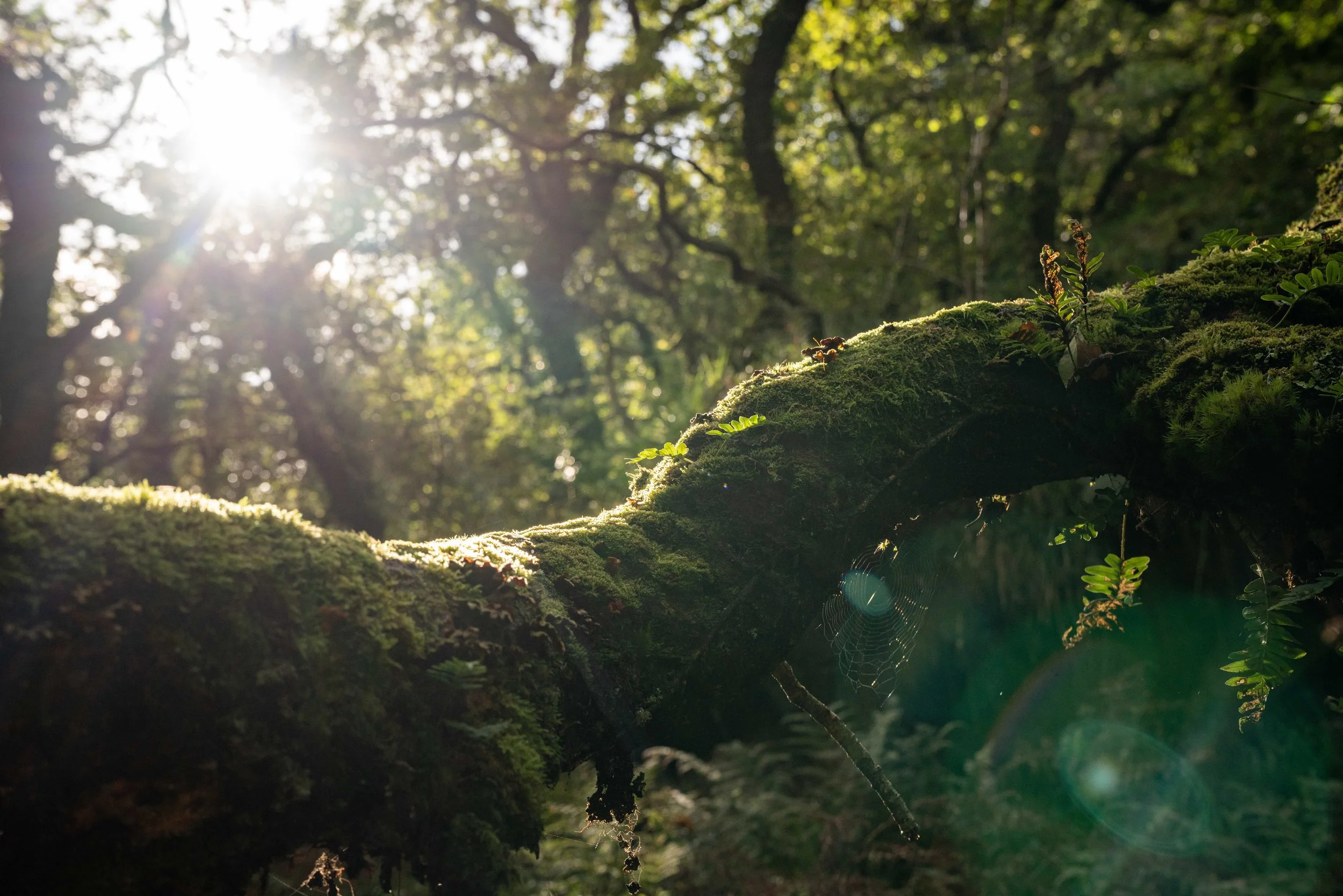 Cabilla rainforest-c.SophieBolesworth-07663.jpg