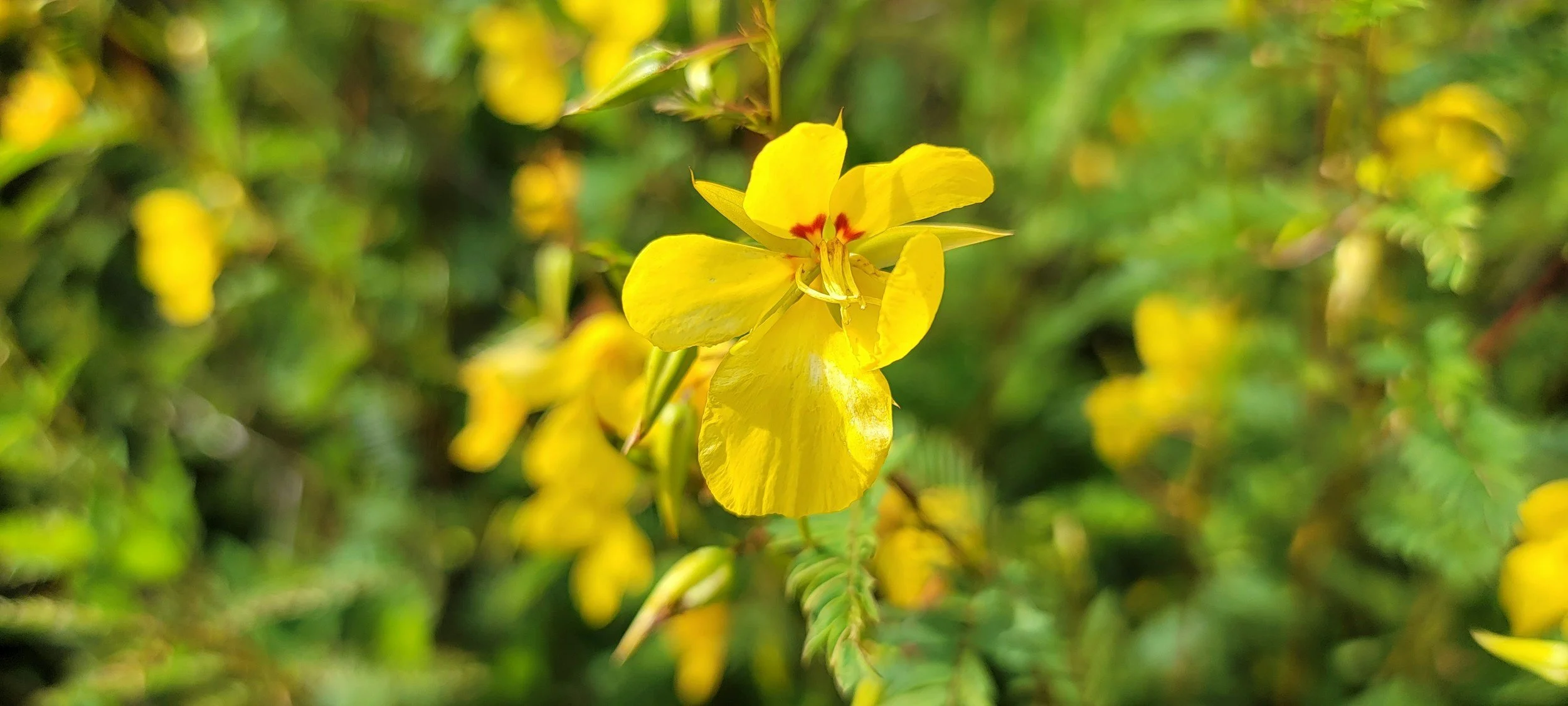 Dainty yellow flower against greenery