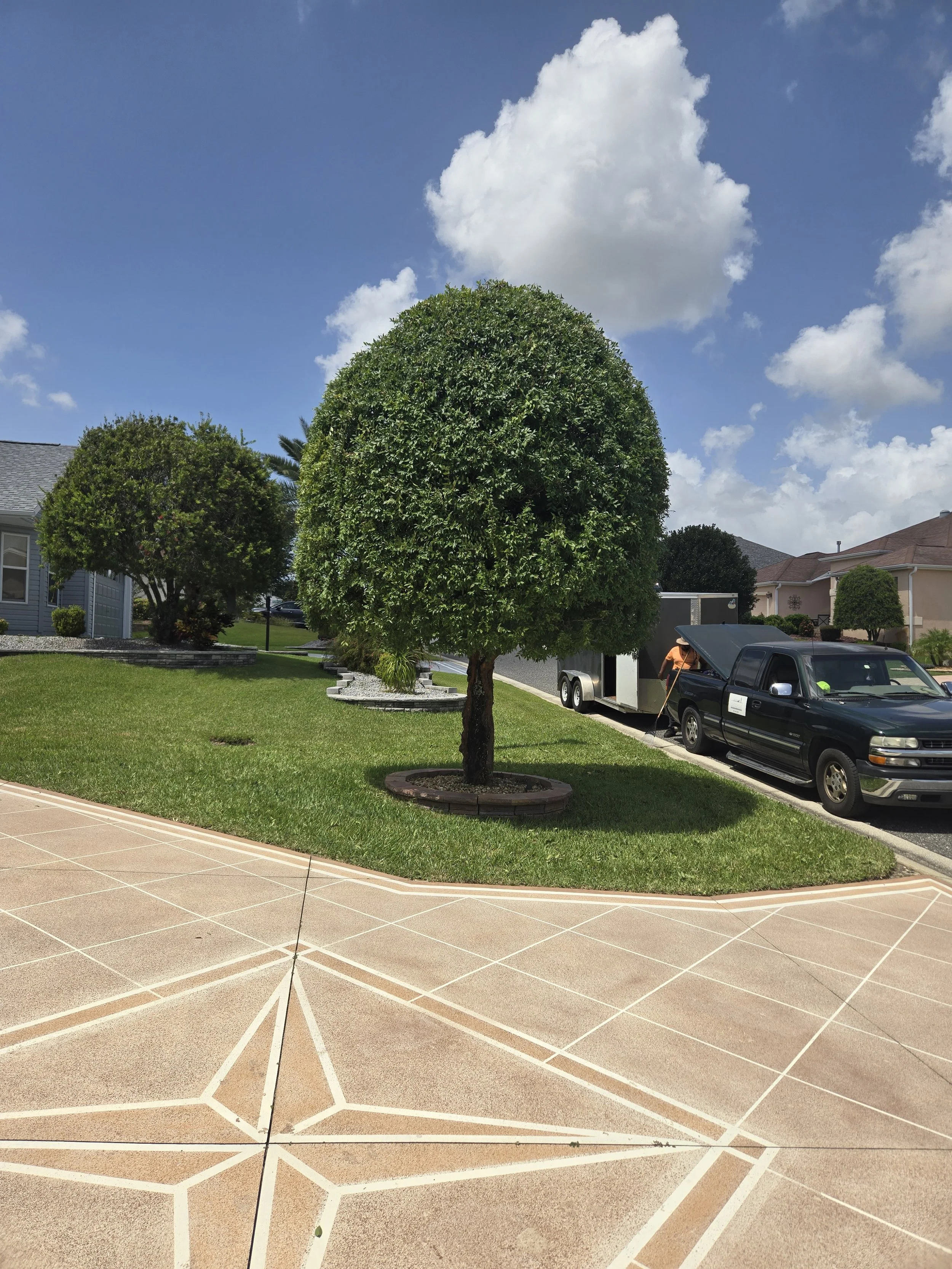 Ornamental Tree Trimming Service