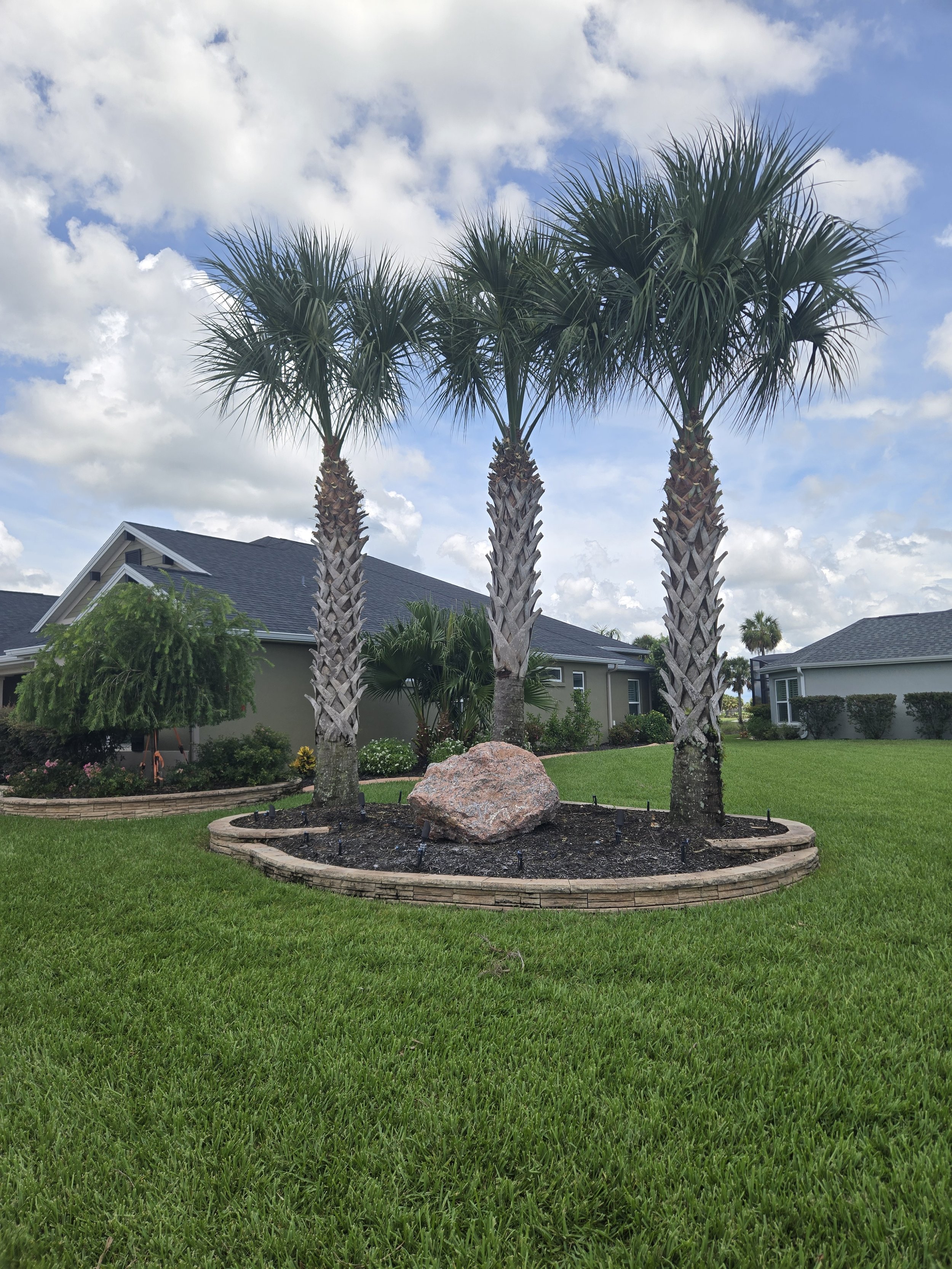 Palm Tree Trimming Service