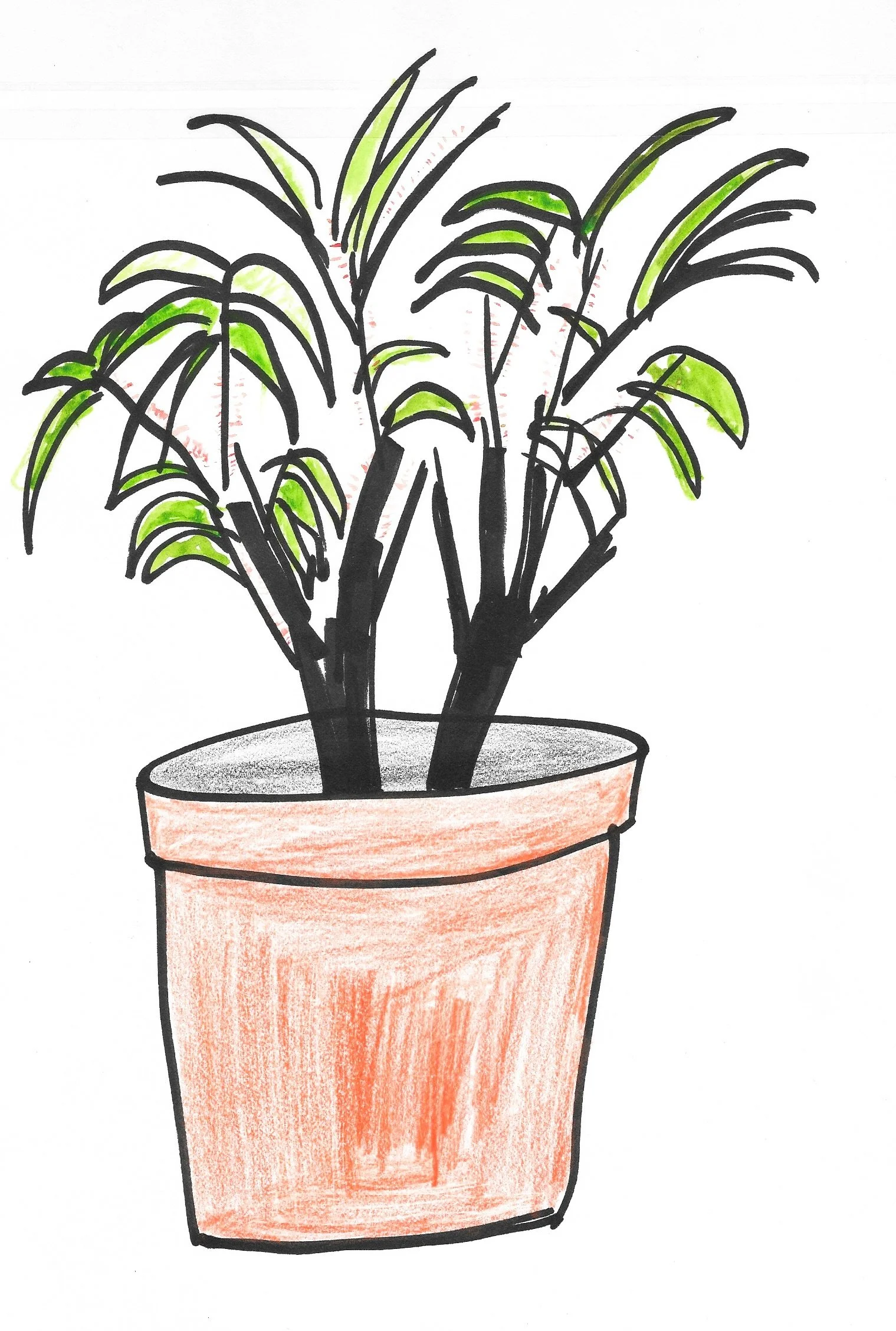 Hand-drawn illustration of a potted green plant with long, arching leaves.