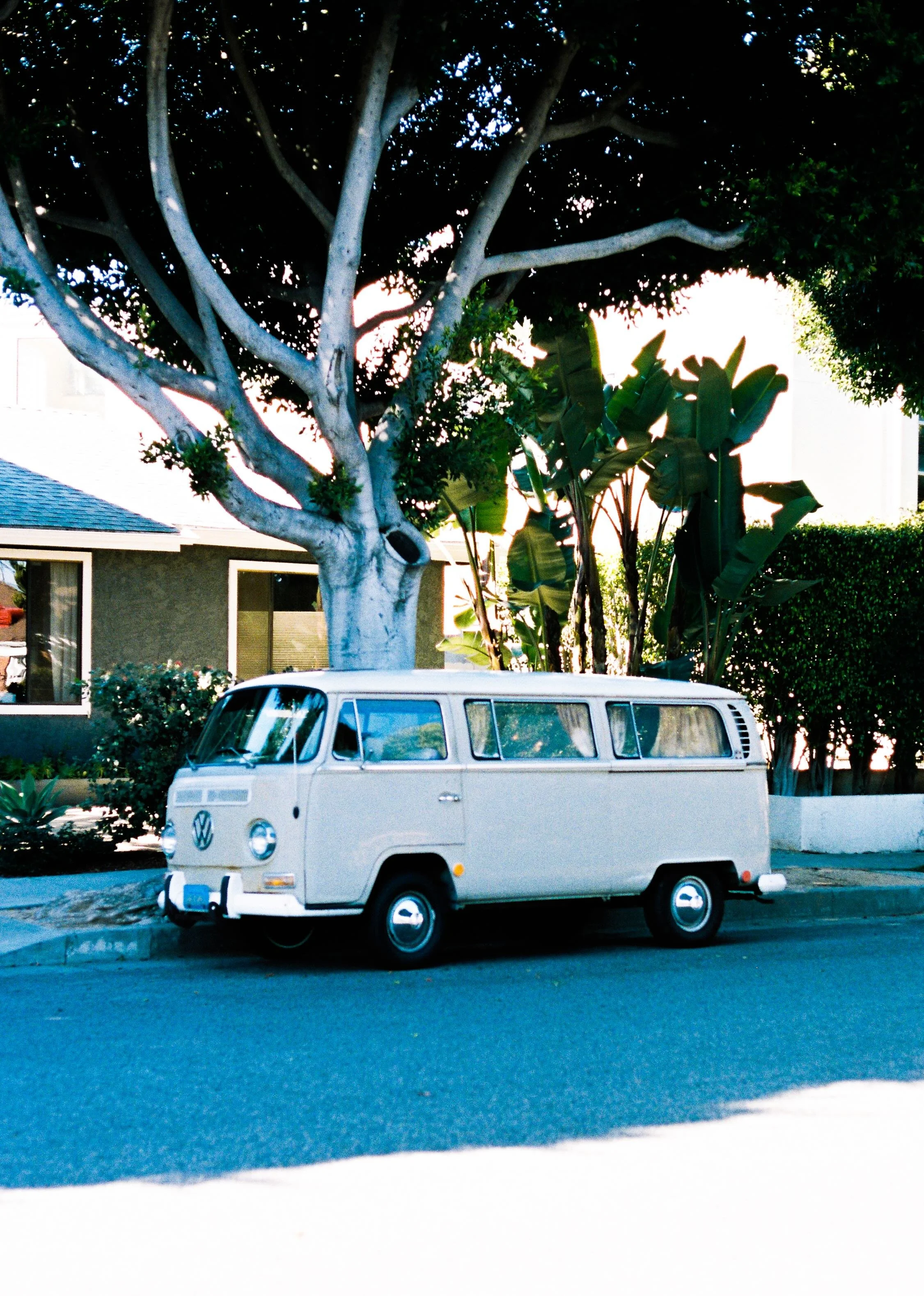 A white vintage Volkswagen bus parked on the side of a residential street beneath a large tree with dark green foliage.