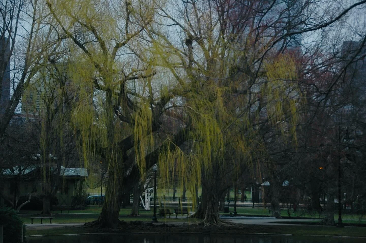 boston common tree.jpg