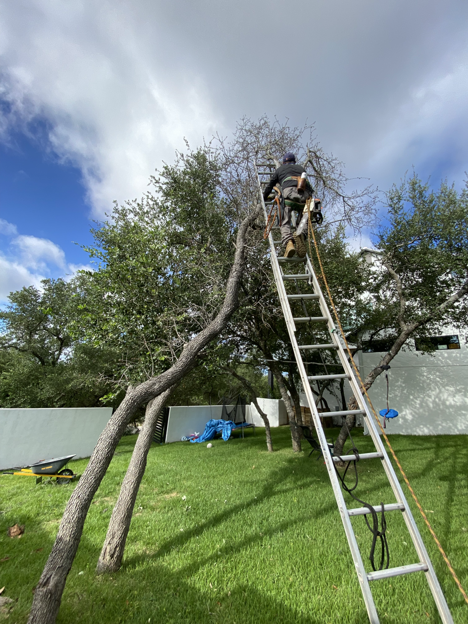 A person climbing a ladder leaning against a large tree in a backyard, with green grass, other trees, a wheelbarrow, and some items on the ground.