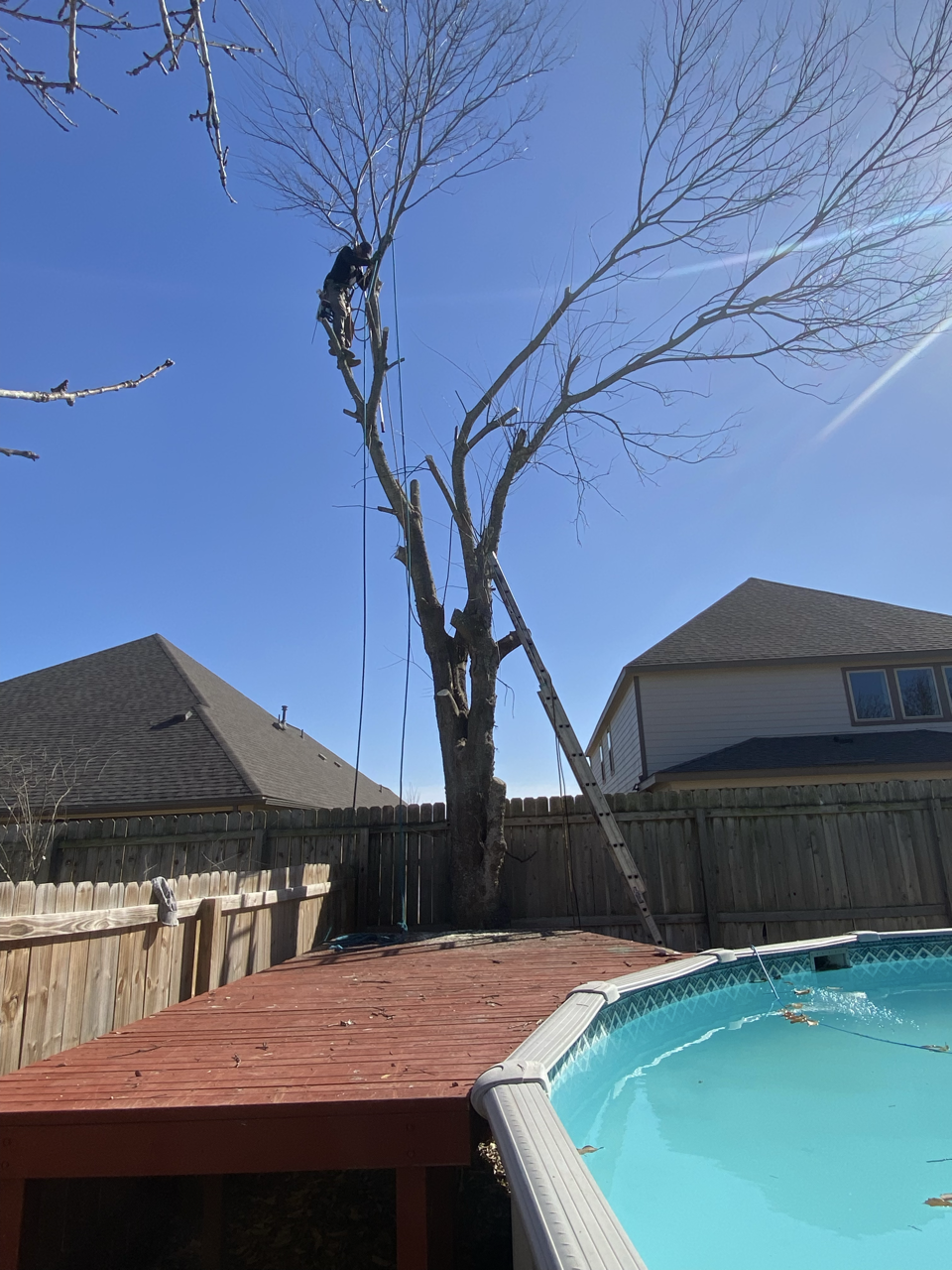 Person trimming a tall, leafless tree in a backyard with a ladder leaning against it, next to an above-ground pool, on a sunny day.