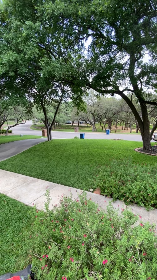 A residential neighborhood with a well-maintained lawn, trees, and curving sidewalks. There are blue trash bins visible in the distance, and the area appears calm and green.