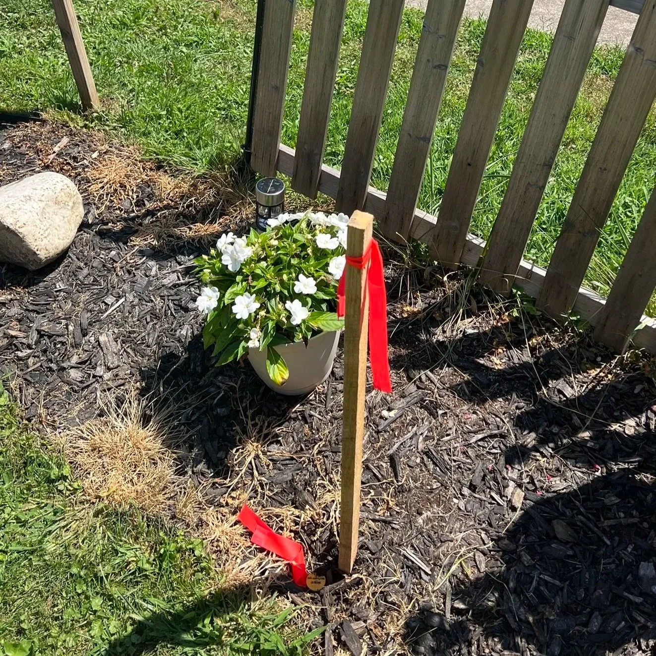 Flowering plant with white flowers in a white pot, adjacent to a wooden stake with red ribbon, in a garden beside a wooden fence, with multiple garden lights and surrounding grass and mulch.