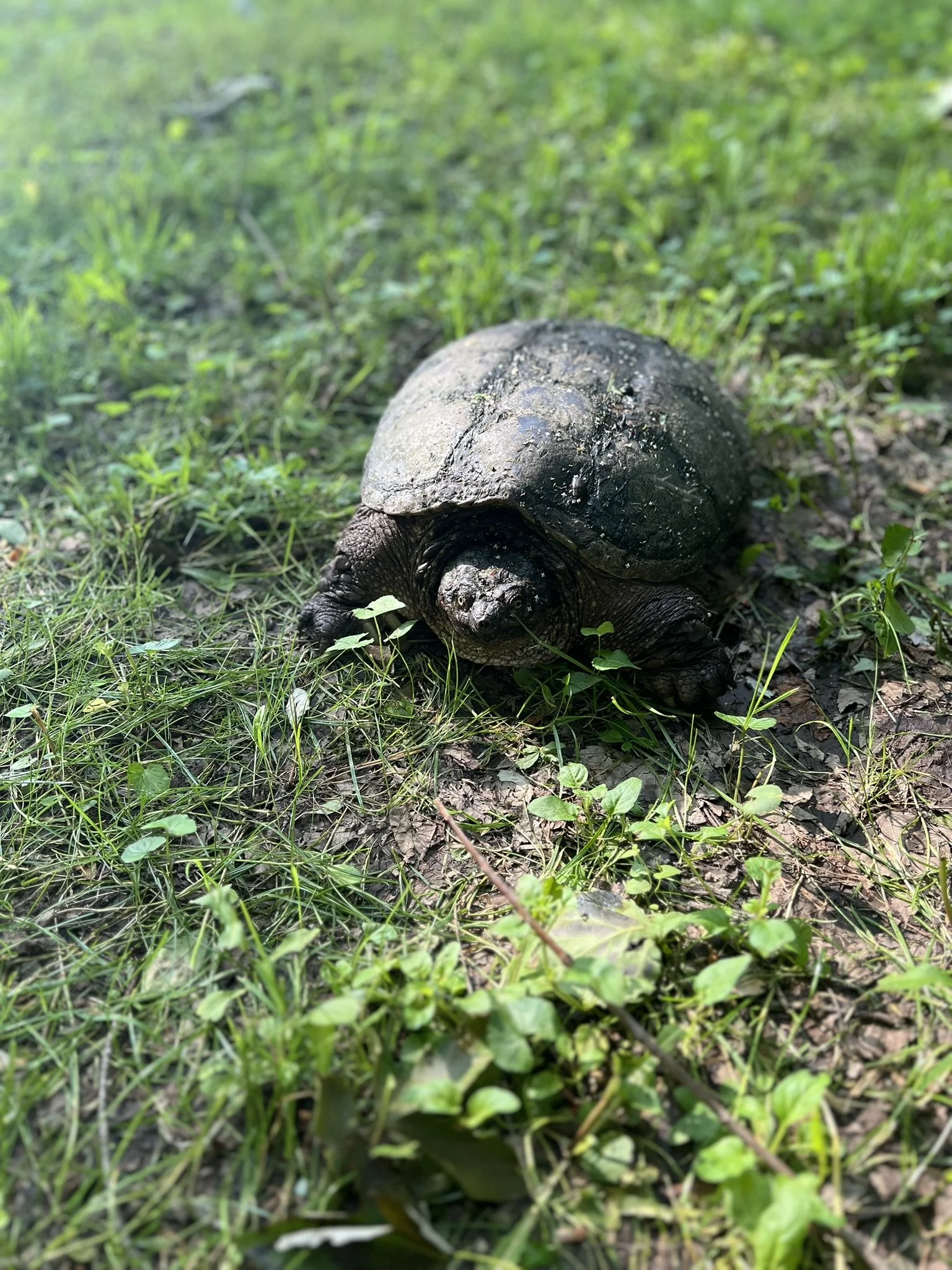 A large snapping turtle on the ground in a grassy outdoor area.