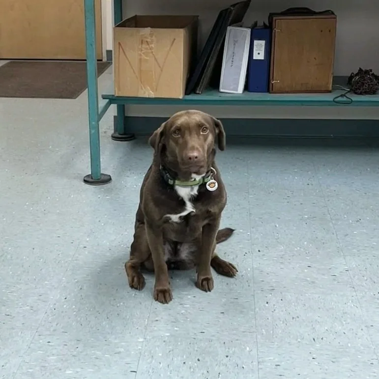 A brown dog sitting on a gray tiled floor indoors, with a shelf of binders and boxes behind it.