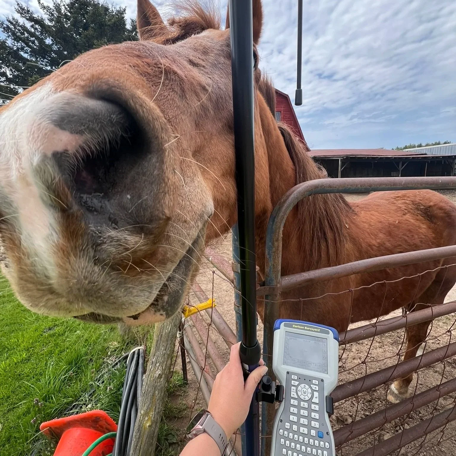 Close-up of a cow's face near a fence, with a person's hand holding a surveying instrument and electronic device in the foreground, farm buildings and sky in the background.