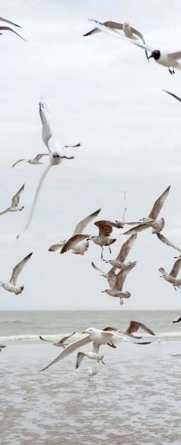 seagulls flying beach
