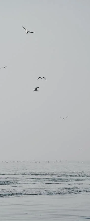 sky with birds