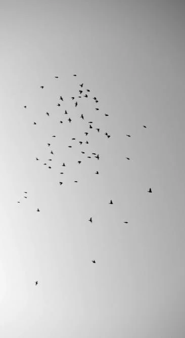 sky with birds