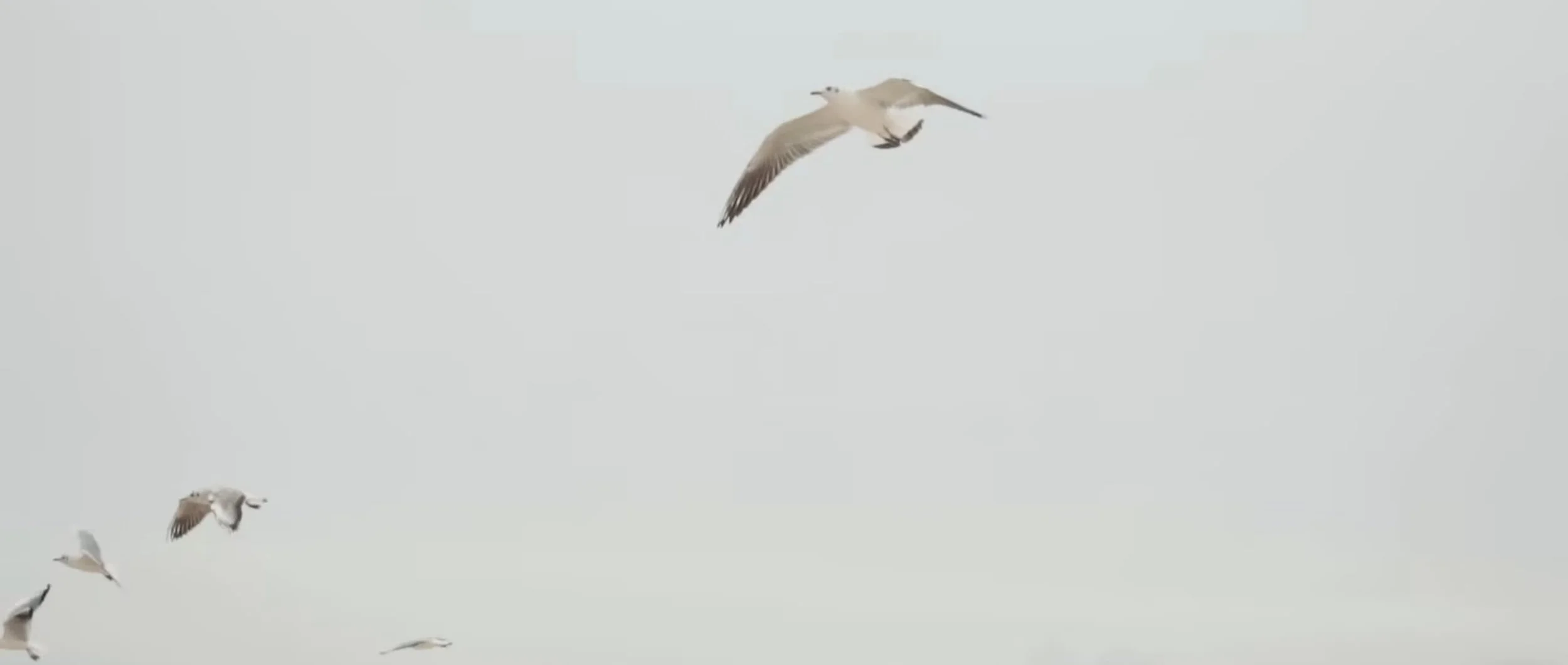 seagulls.jpg