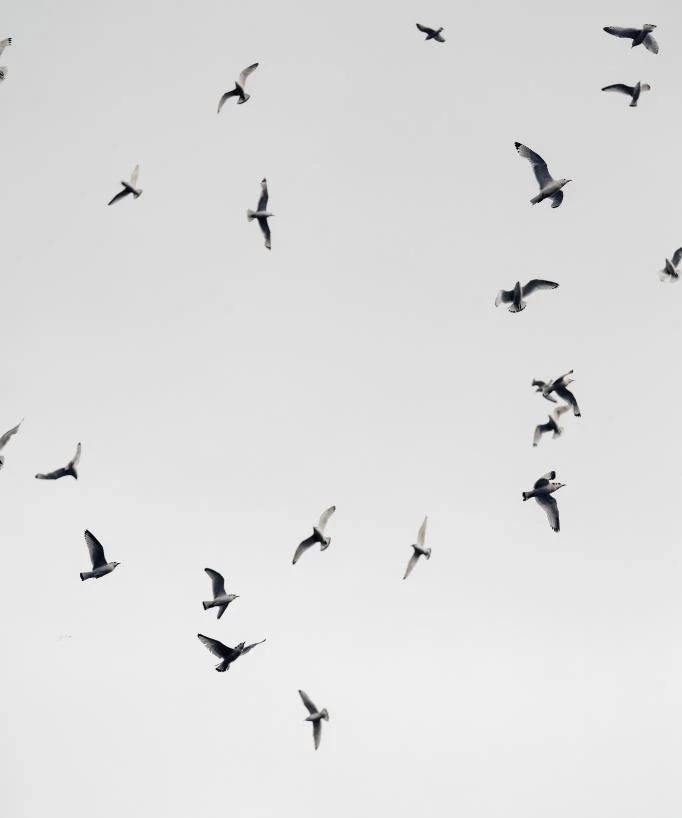 pexels-till-daling-12671394 (1) (1).jpg