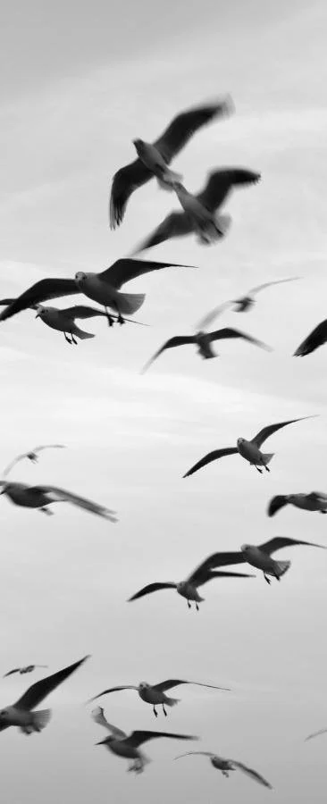 black and white photography seagulls