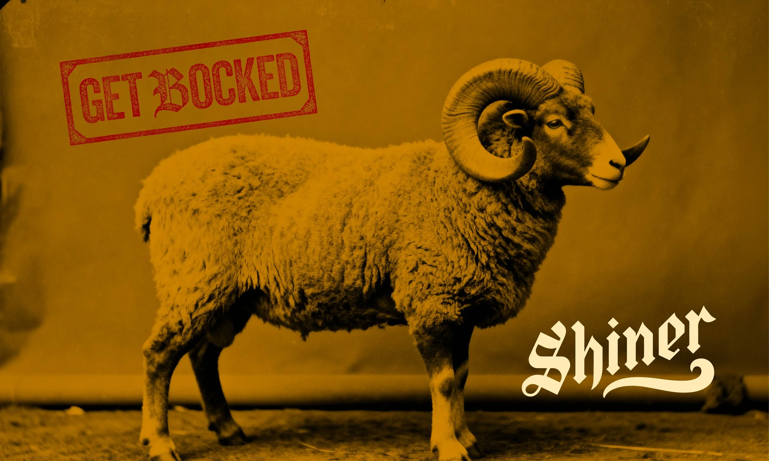 Shiner