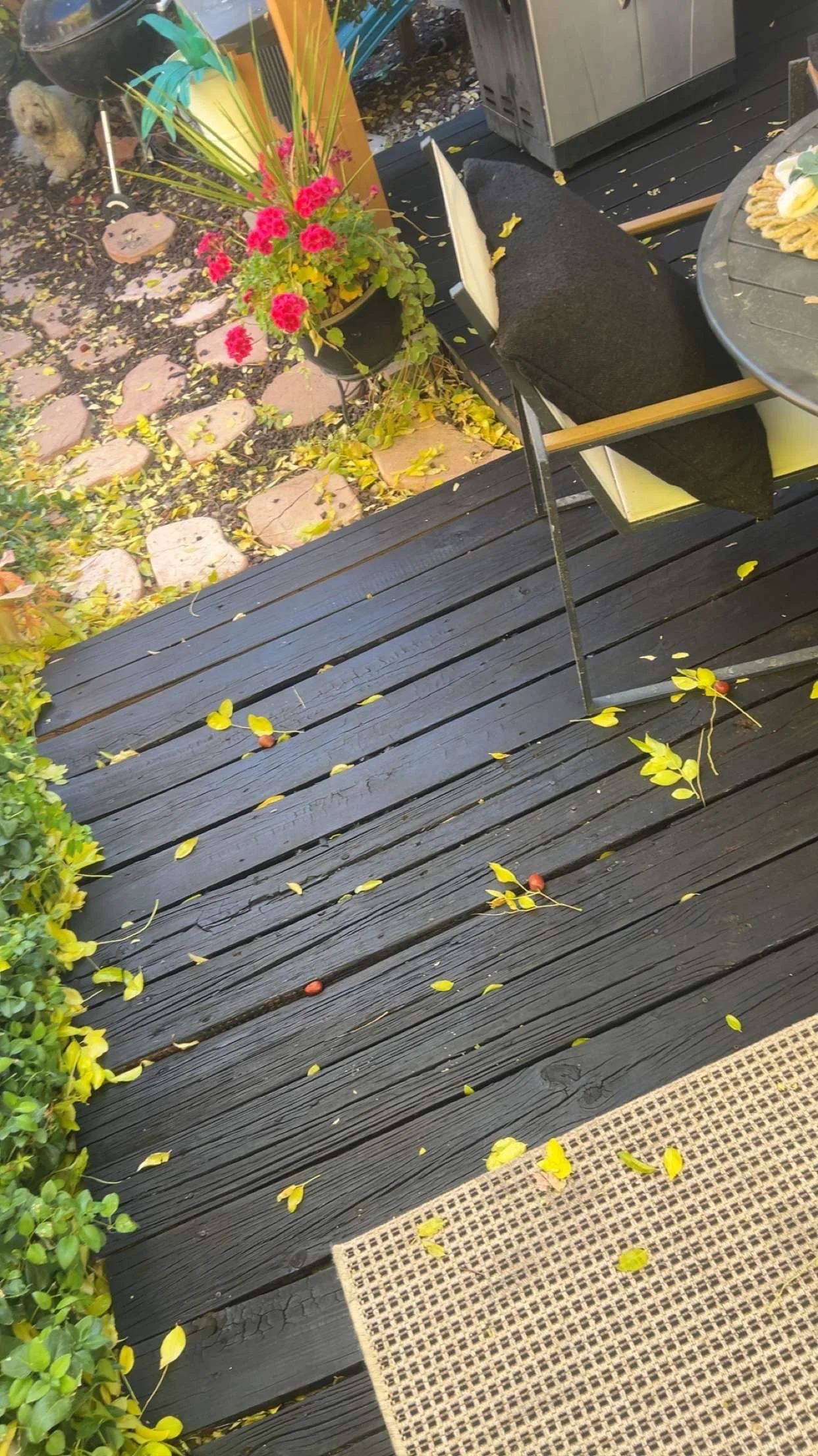 A fallen small yellow and green leaf on a black wooden deck, with a few red berries and other leaves scattered around, adjacent to a beige woven rug, and outdoor furniture including a black chair with a black cushion and a round black table with a yellow decorative object.