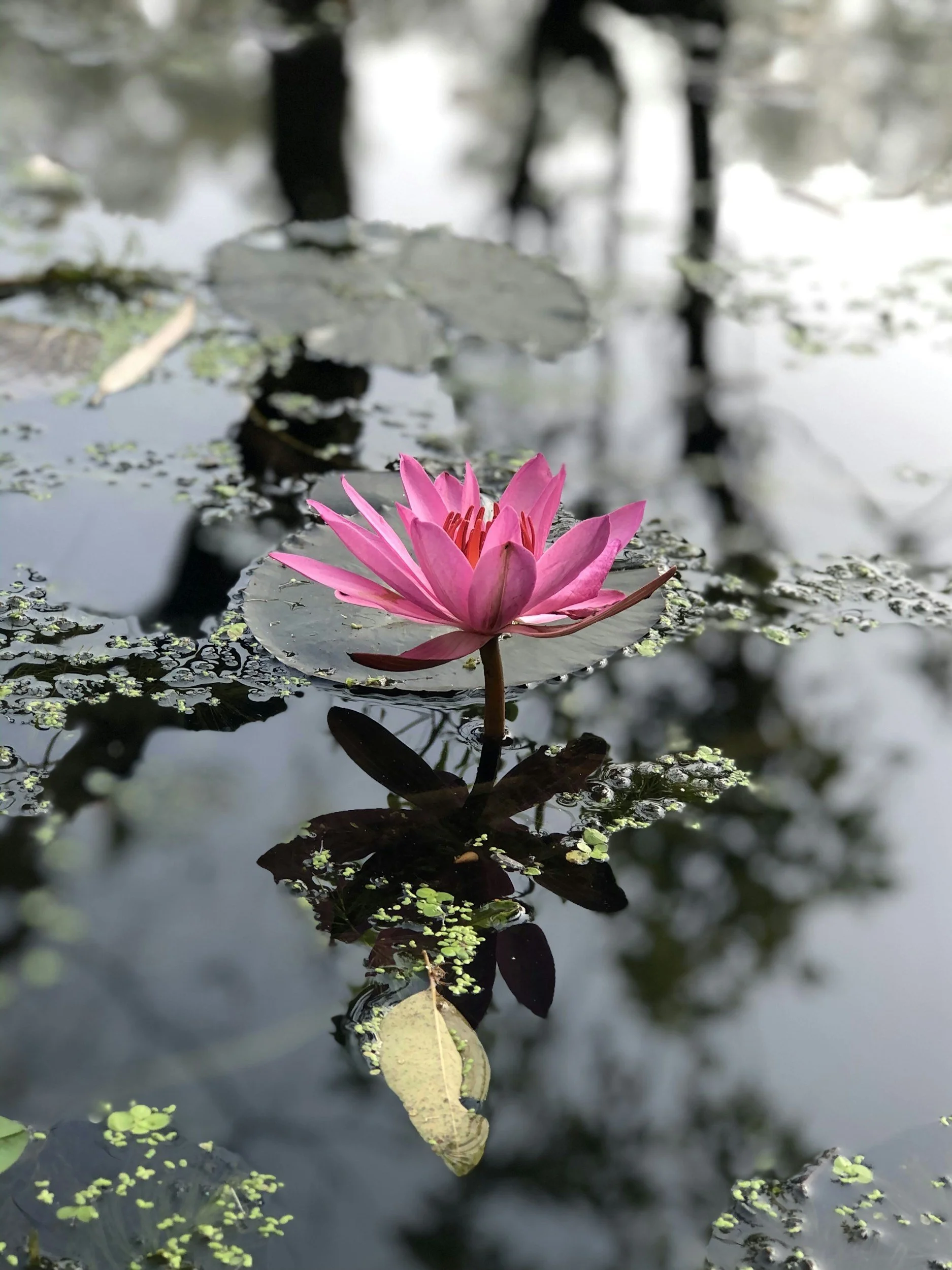 Lotus flower representing resilience, healing, and growth through integrative therapy and counselling support